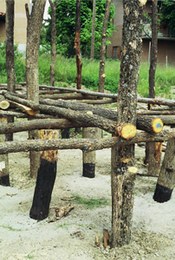 The house frame was built by mounting crossbeams on the support poles. Other horizontal poles or spars were positioned perpendicularly on these so as to lend more rigidity to the structure.